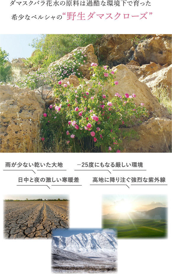 ダマスクバラ花水の原料は過酷な環境下で育った希少なペルシャの“野生ダマスクローズ”。雨が少ない乾いた大地日中と夜の激しい寒暖差。－25度にもなる厳しい環境高地に降り注ぐ強烈な紫外線