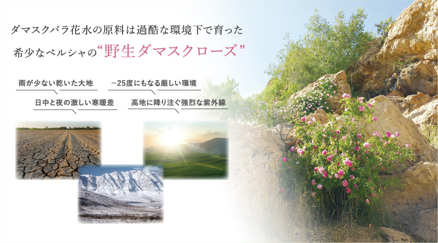 ダマスクバラ花水の原料は過酷な環境下で育った希少なペルシャの“野生ダマスクローズ”。雨が少ない乾いた大地日中と夜の激しい寒暖差。－25度にもなる厳しい環境高地に降り注ぐ強烈な紫外線